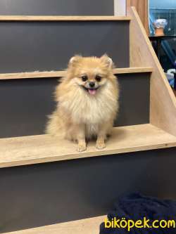 DİŞİ POMERANİAN BOO 10 AYLIK TEACUP KÖPEK! 2 KİLO