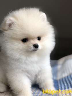DİŞİ POMERANİAN BOO 2