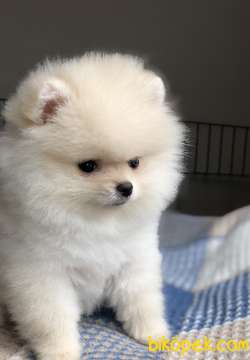 DİŞİ POMERANİAN BOO 3