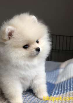 DİŞİ POMERANİAN BOO 1