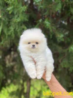 DİŞİ POMERANİAN BOO 2