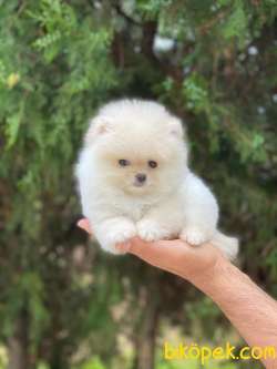 DİŞİ POMERANİAN BOO 1