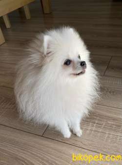 Dişi Pomeranian Boo 2
