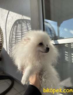 Dişi Pomeranian Boo 1