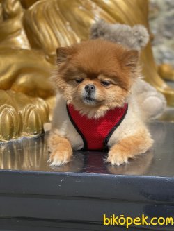 Dişi Pomeranian Boo Teddy Bear Köpeğimiz Lollita 2