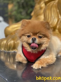 Dişi Pomeranian Boo Teddy Bear Köpeğimiz Lollita 1