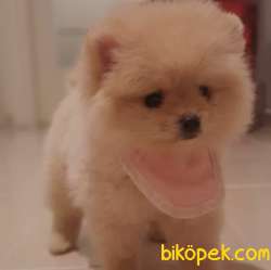 Dişi Pomeranian BOO Yavrum Luna 2