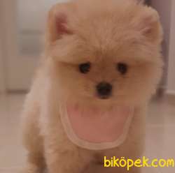 Dişi Pomeranian BOO Yavrum Luna 1