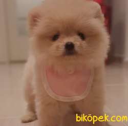 Dişi Pomeranian BOO Yavrum Luna 3