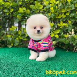 Dişi Pomeranian BOO Yavrumuz 1