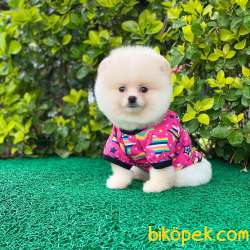 Dişi Pomeranian BOO Yavrumuz 5