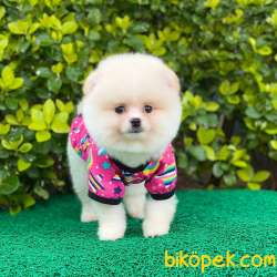 Dişi Pomeranian BOO Yavrumuz 4