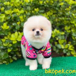 Dişi Pomeranian BOO Yavrumuz 2