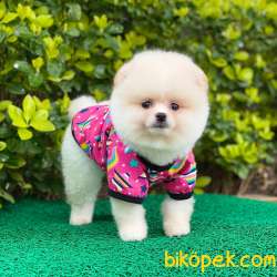 Dişi Pomeranian BOO Yavrumuz 3