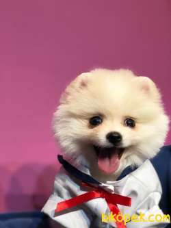 Dişi Pomeranian BOO Yavrumuz 2