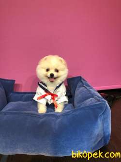 Dişi Pomeranian BOO Yavrumuz 3