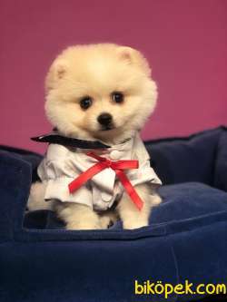 Dişi Pomeranian BOO Yavrumuz 1
