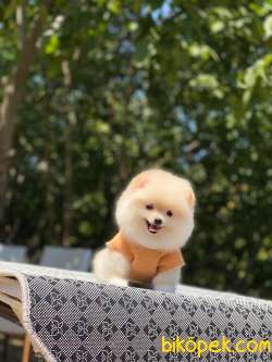 Dişi Pomeranian Yavrum Yeni Yuvasını Bekliyor 3