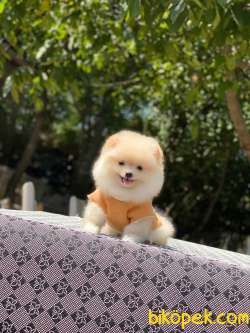 Dişi Pomeranian Yavrum Yeni Yuvasını Bekliyor