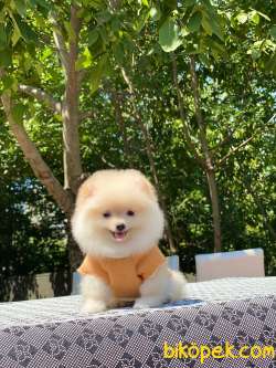 Dişi Pomeranian Yavrum Yeni Yuvasını Bekliyor 2