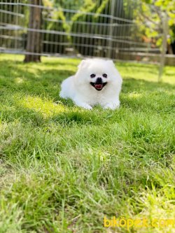 Dişi Pomeranianboo 2