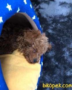 Dişi Poodle Yavrumuza Aile Aramaktayız... 4