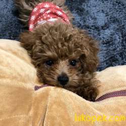 Dişi Poodle Yavrumuza Aile Aramaktayız... 2