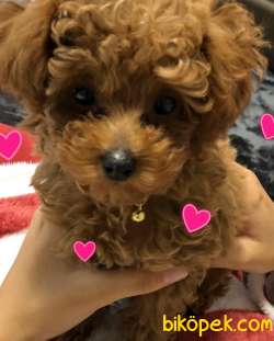 Dişi Poodle Yavrumuza Aile Aramaktayız... 5
