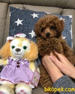Dişi Poodle Yavrumuza Aile Aramaktayız... 3