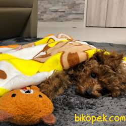 Dişi Poodle Yavrumuza Aile Aramaktayız... 1
