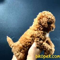 Dişi Red Brown Toy Poodle 2