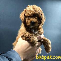 Dişi Red Brown Toy Poodle 4