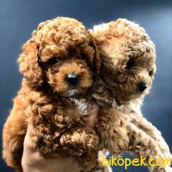 Dişi Red Brown Toy Poodle 1