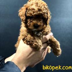 Dişi Red Brown Toy Poodle 3