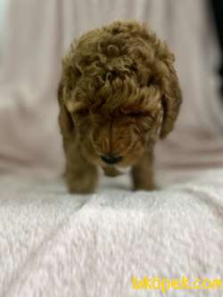 Red Toy Poodle 5