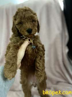 Red Toy Poodle 3