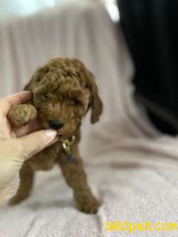 Red Toy Poodle 4