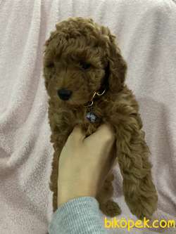 Red Toy Poodle 2