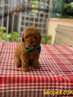 Dişi Red Brown Toy Poodle Bebeğim 2