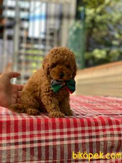 Dişi Red Brown Toy Poodle Bebeğim 5