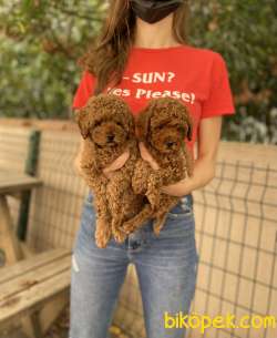 Dişi Red Brown Toy Poodle Bebekler 2