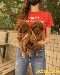 Dişi Red Brown Toy Poodle Bebekler 3