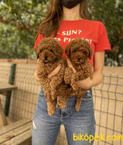 Dişi Red Brown Toy Poodle Bebekler 1