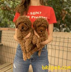 Dişi Red Brown Toy Poodle Bebekler 4