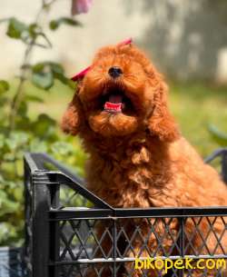 Dişi Red Brown Toy Poodle Yavrumuz 2