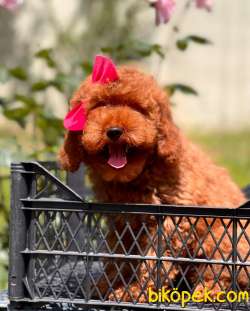 Dişi Red Brown Toy Poodle Yavrumuz 1