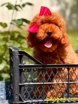 Dişi Red Brown Toy Poodle Yavrumuz 3
