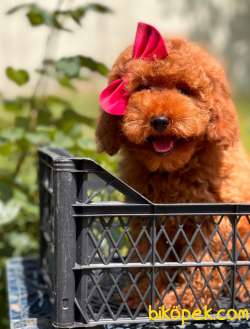 Dişi Red Brown Toy Poodle Yavrumuz 4