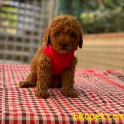 Dişi Red Toy Poodle 3