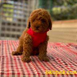 Dişi Red Toy Poodle 2